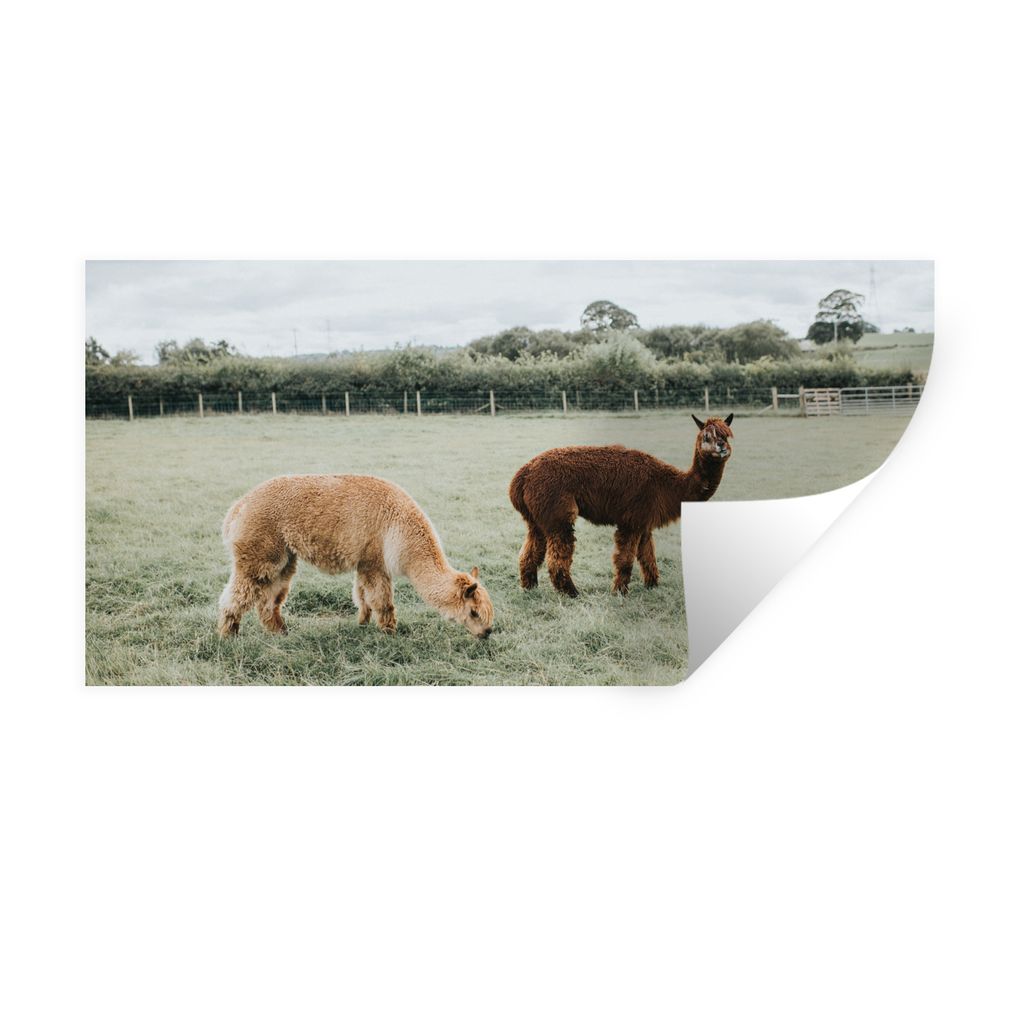 MuchoWow Wandtattoo Wandsticker Wandaufkleber Alpakas - Tiere - Gras 160x80 cm Selbstklebend und Repositionierbar - Sticker - Dekorfolie