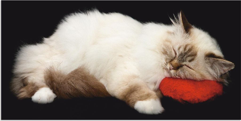 ARTland Wandbild Alu für Innen & Outdoor Müde Katze Größe: 60x30 cm