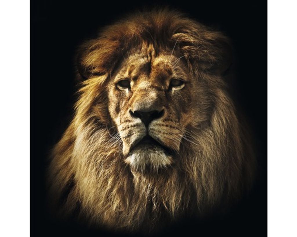 Glasbild The Leader 20x20 cm