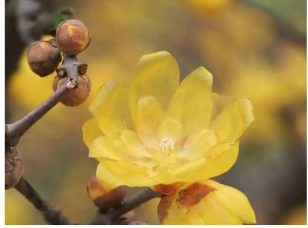 Arbuste à Fleurs d'Hiver Chimonanthus Praecox 40cm Parfum Intense