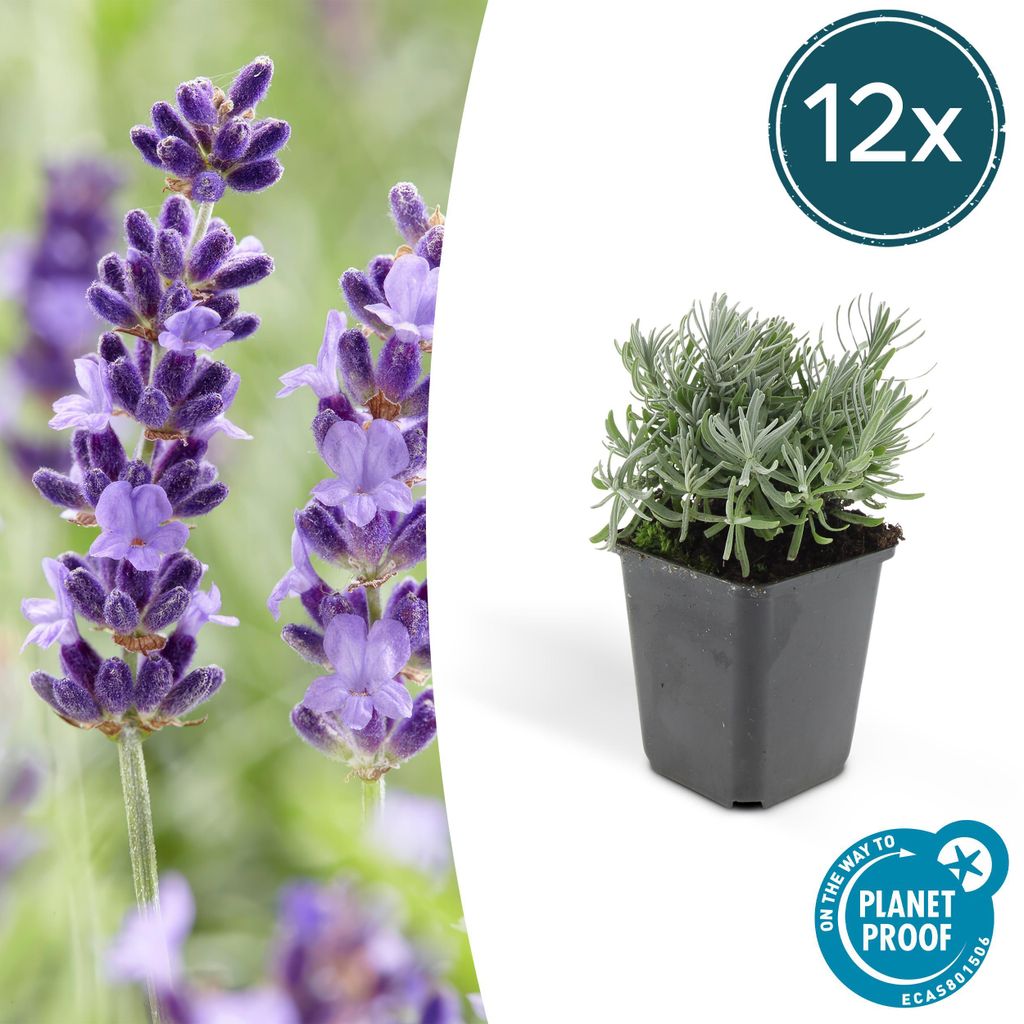 Pianta di lavanda - Lavandula angustifolia 'Hidcote' - Immagine del prodotto 