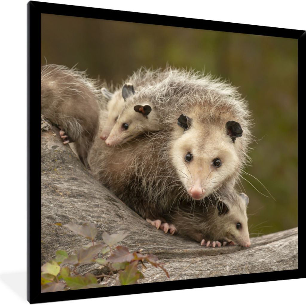 MuchoWow Gerahmtes Poster Virginisches Opossum mit Jungen 40x40 cm - Poster mit Schwarzem Bilderrahmen Wandposter Rahmen Foto Bilder - Mit Rahmen...