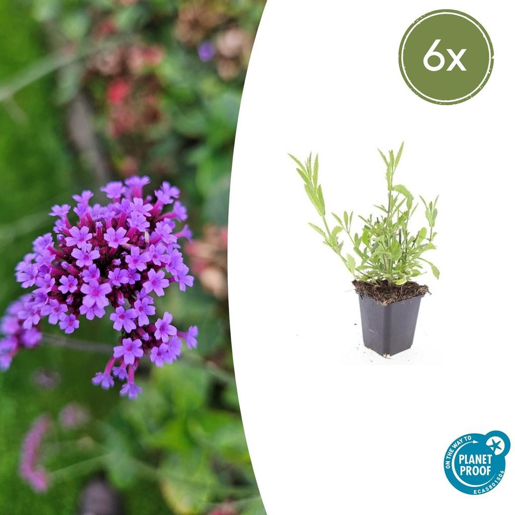 Verbena bonariensis | 6 Stücke - 10-25cm - Ø9cm - Gartenpflanze