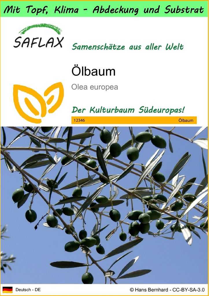 SAFLAX Garden to go - Ölbaum - Olea europea - 20 Samen - Mit Topf, Klima - Deckel und Anzuchtsubstrat