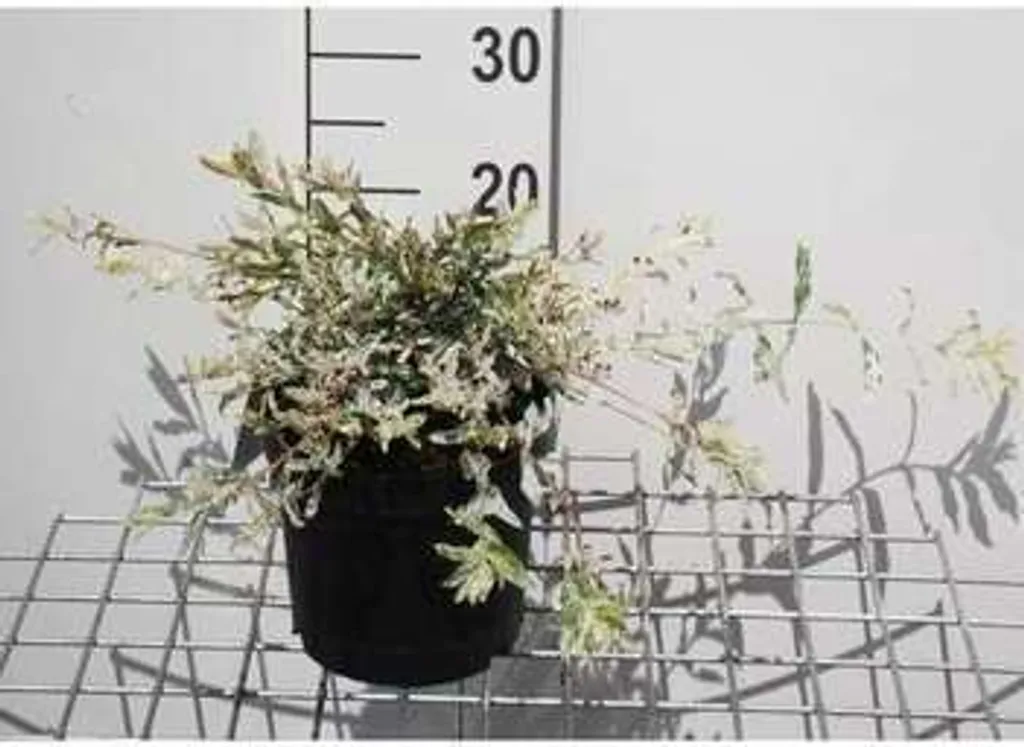Salix Hakuro Nishiki 40-50 cm - Saule au Feuillage Rose et Blanc