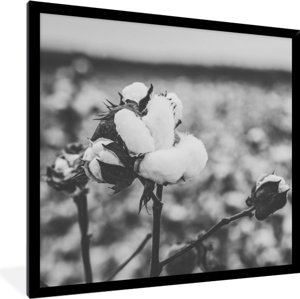 MuchoWow Gerahmtes Poster Baumwolle - Pflanzen - Schwarz - Weiß 40x40 cm - Poster mit Schwarzem Bilderrahmen Wandposter Rahmen Foto Bilder - Mit...