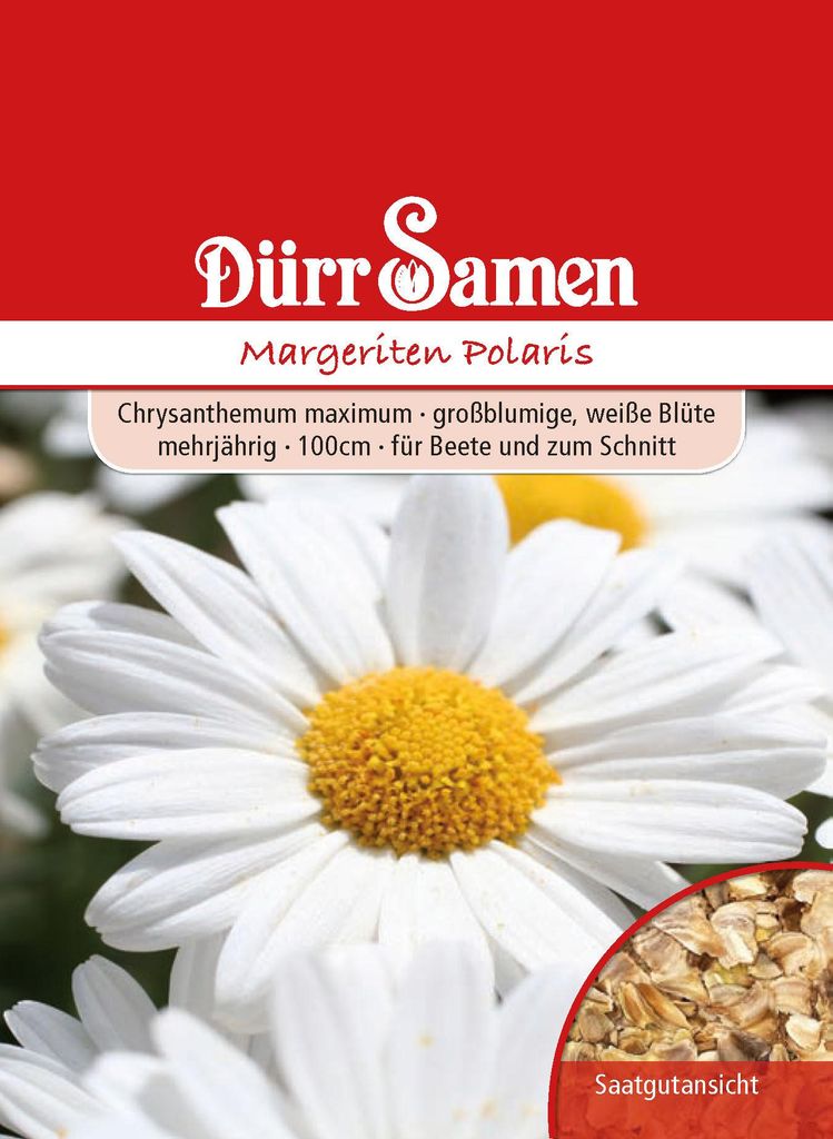 Dürr-Samen - Margherite Polaris bianche perenni 100 cm - Immagine del prodotto 