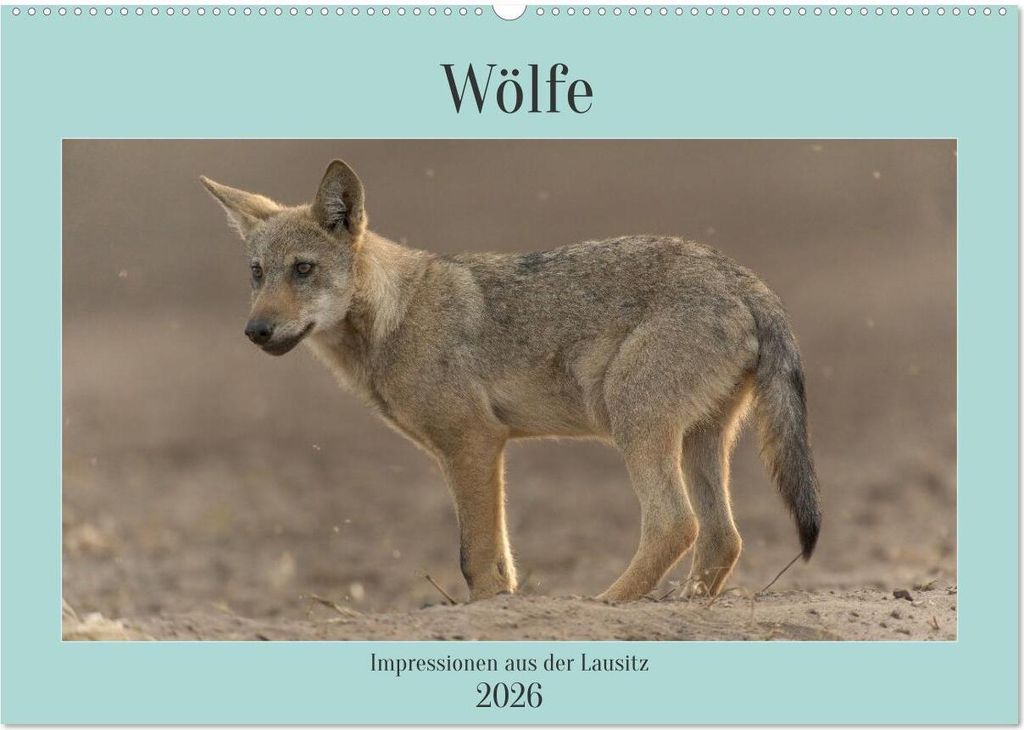 Wölfe, Impressionen aus der Lausitz (Wandkalender 2026 DIN A2 quer), CALVENDO Monatskalender