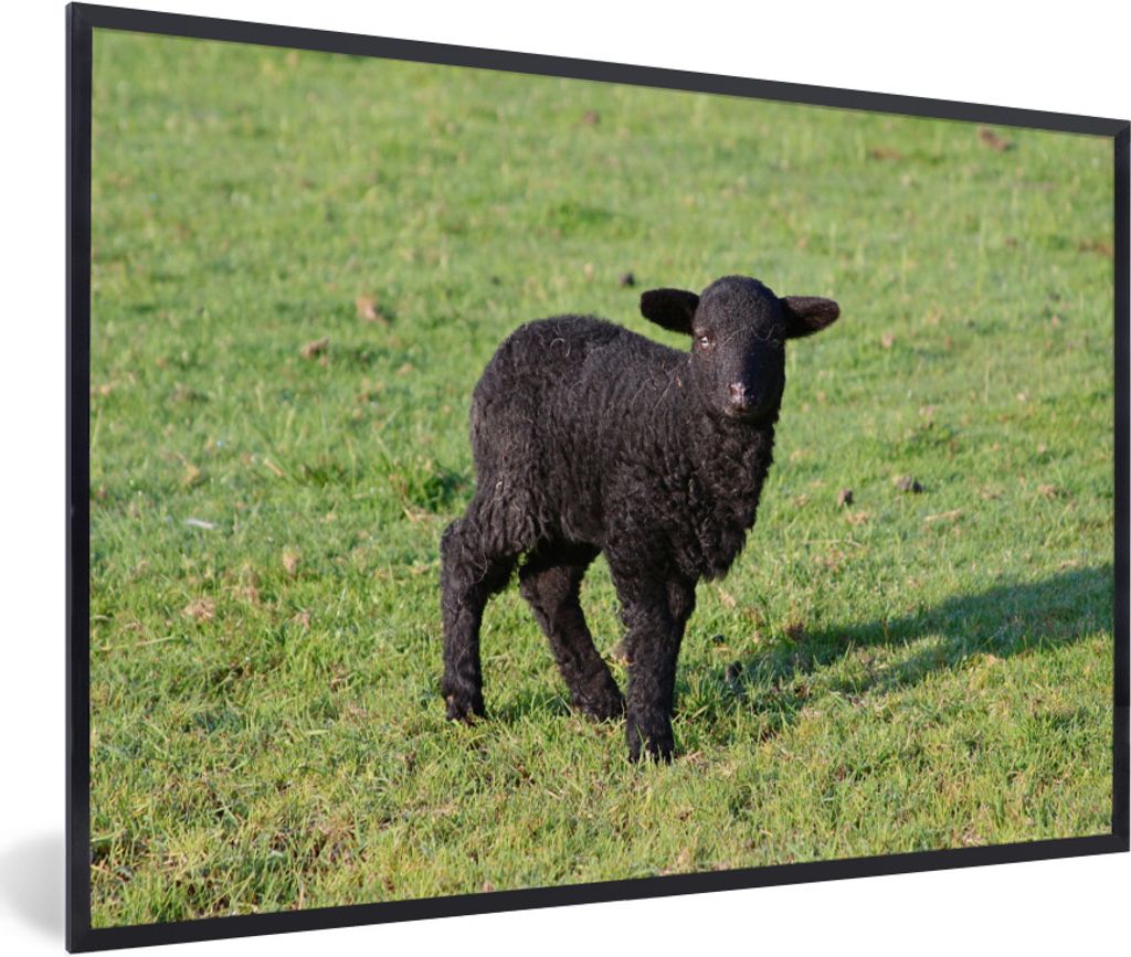 MuchoWow Gerahmtes Poster Schaf - Lamm - Schwarz - Gras 60x40 cm - Poster mit Schwarzem Bilderrahmen Wandposter Rahmen Foto Bilder - Printing - W...