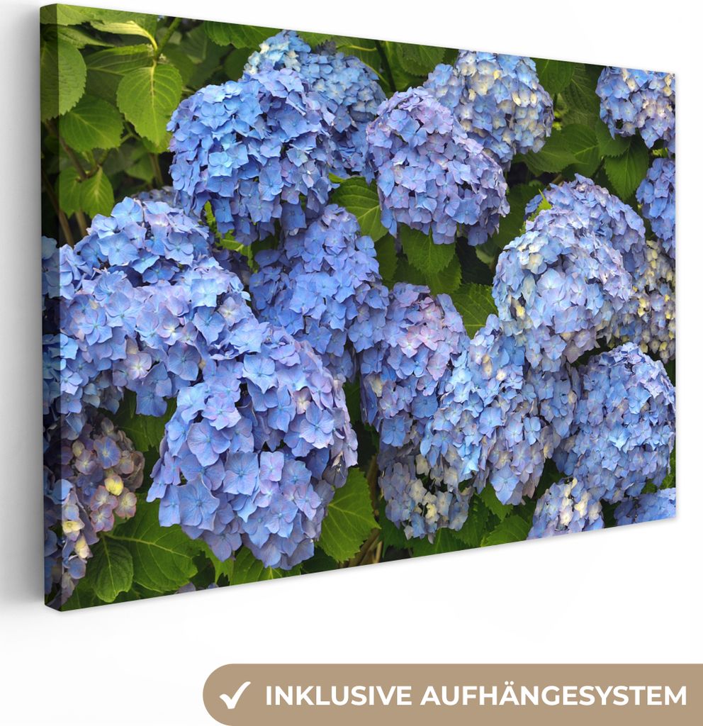 OneMillionCanvasses - Leinwandbilder - 150x100 cm, Blumenstrauß aus Hortensien, Wandbilder Kunstdruck Wanddekoration