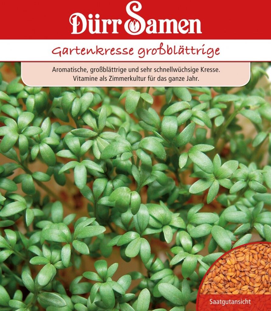 Gartenkresse großblättrig 250 g | Gartenkressesamen von Produktbild 
