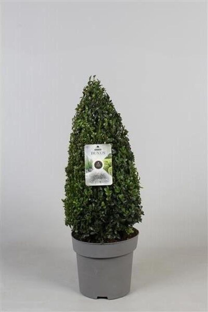 5 Zimostráz pyramidový - kužel 70 cm Buxus sempervirens Obrázek produktu 
