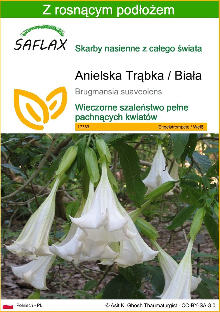 SAFLAX - Anielska Trąbka / Biała - 10 Nasiona - Z podłożem Zdjęcie produktu 