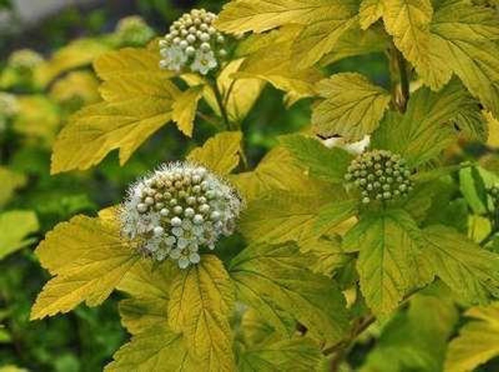 10 x Physocarpus opulifolius 'Dart's Gold' - Blasenspiere 30-50 cm | Wurzelnackt