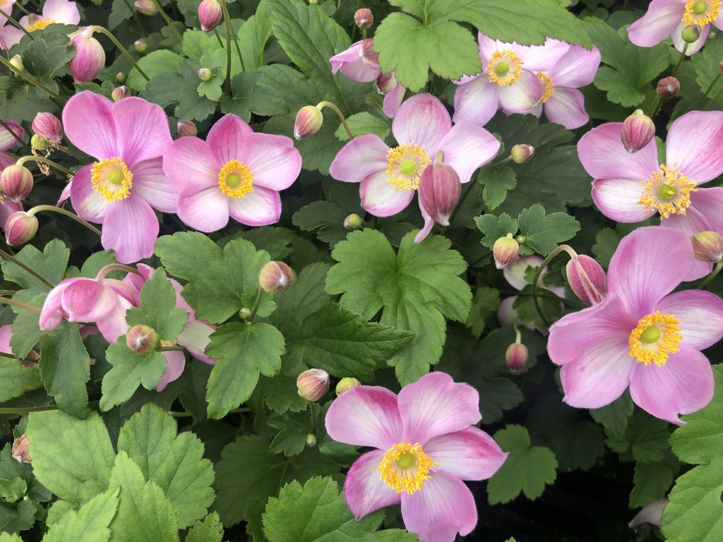 6 x Anemone hupehensis 'Jasmine' - Anémone en pot 9 x 9 cm Image du produit 