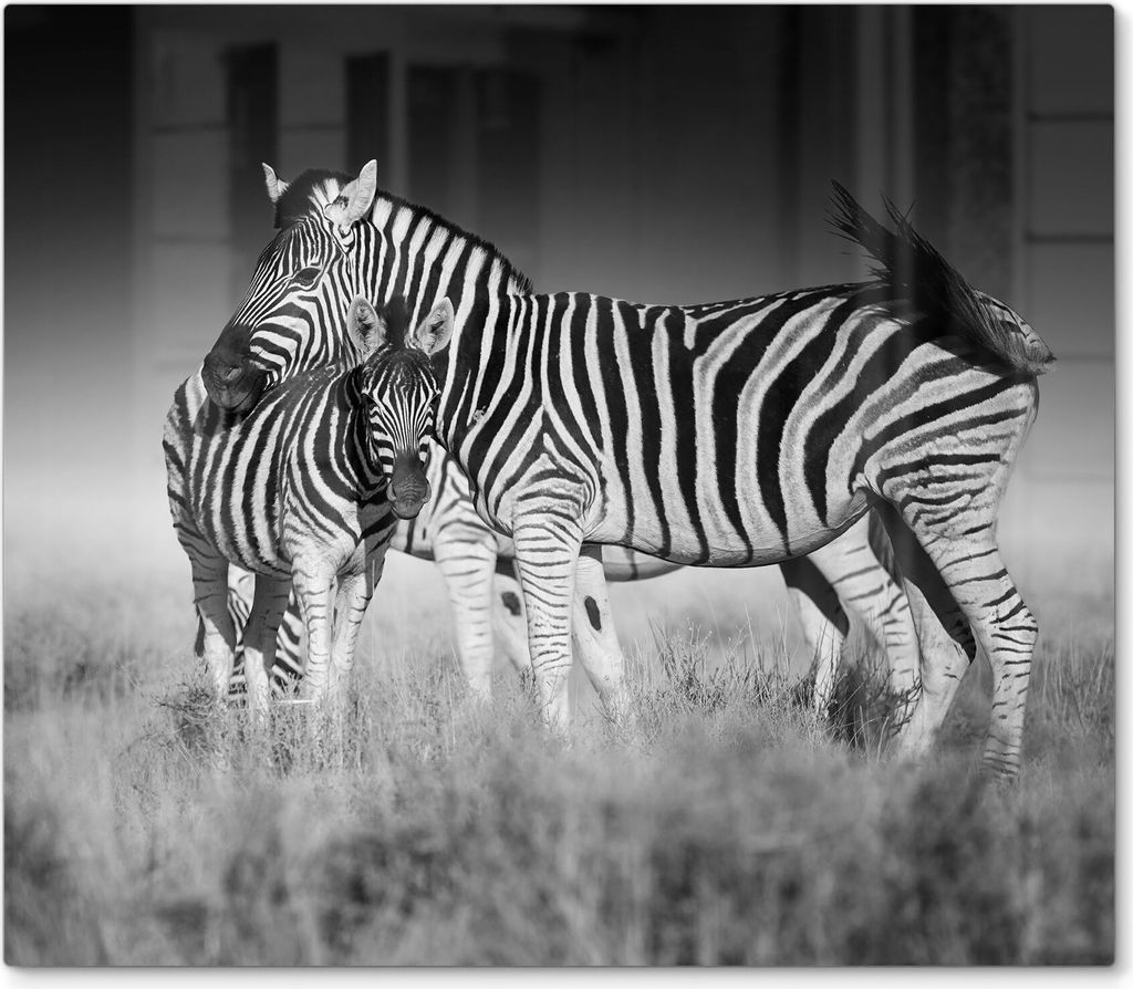 DEQORI Herdabdeckplatte Glas 1-tlg 'Zebras beieinanderstehend' Herd Abdeckung Küche