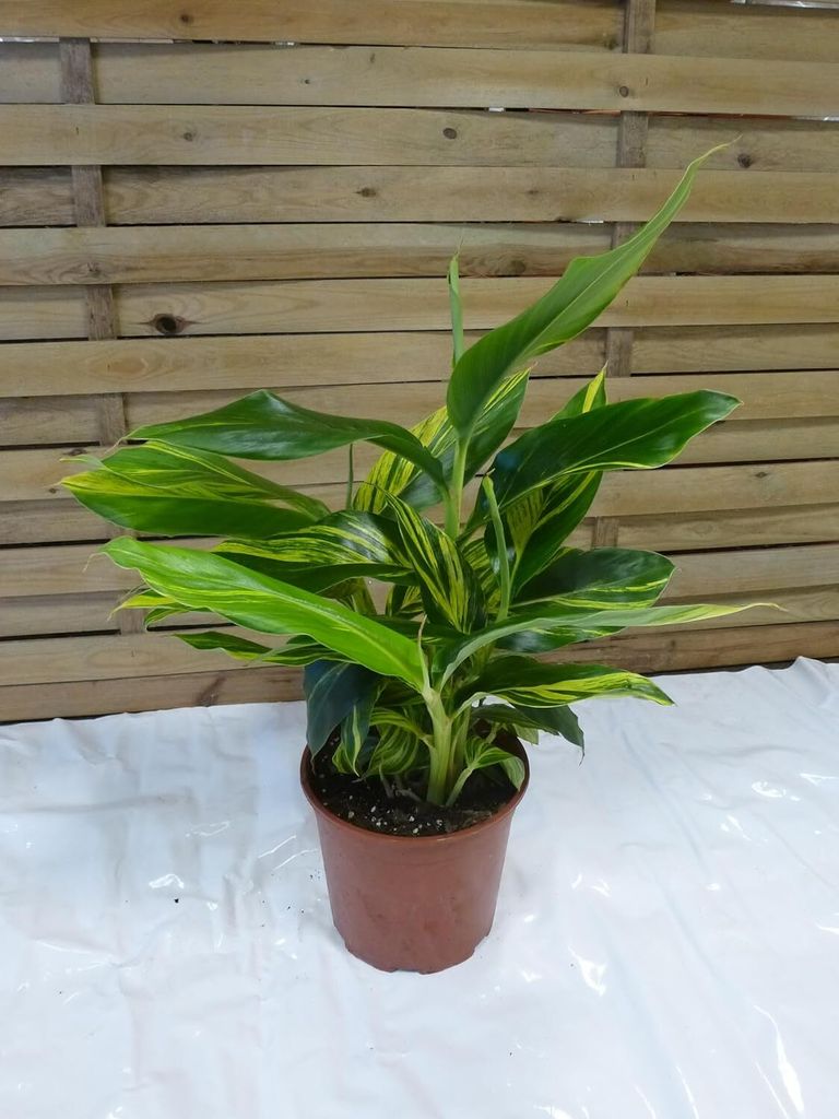 [Palmenlager] - Alpinia zerumbet variegata / Muschelingwer Produktbild 