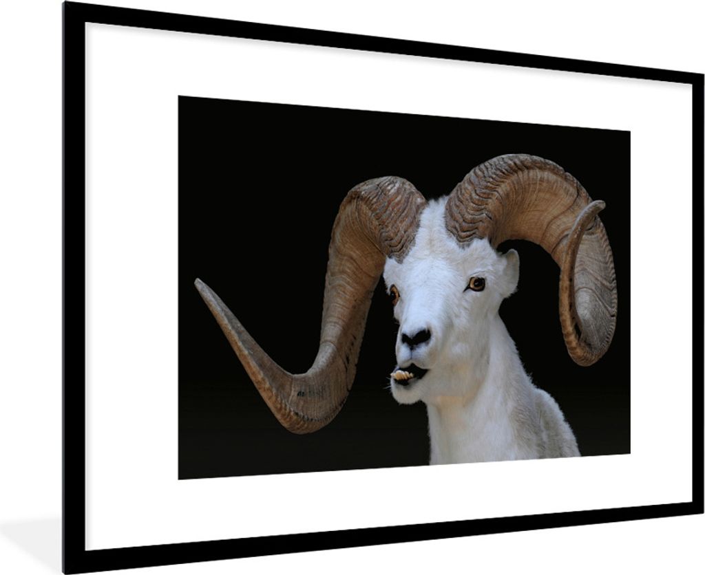 MuchoWow Gerahmtes Poster Bok - Tiere - Hoorn 90x60 cm - Poster mit Schwarzem Bilderrahmen Wandposter Rahmen Foto Bilder - Wanddekoration - Fotos