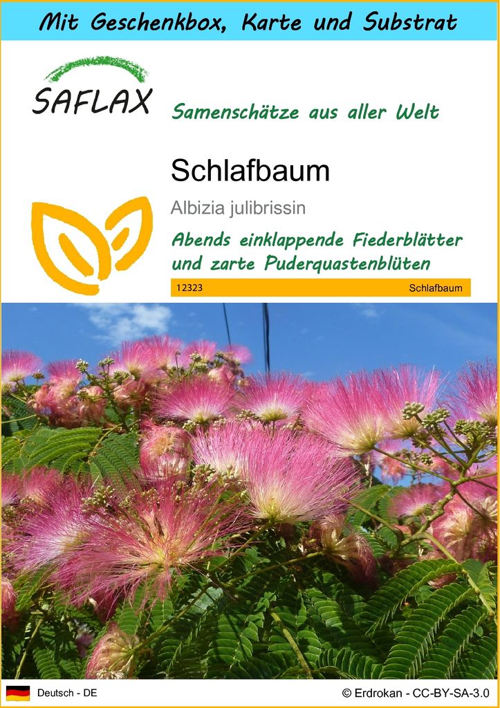 SAFLAX Geschenk Set - Schlafbaum - Albizia julibrissin - 50 Produktbild 