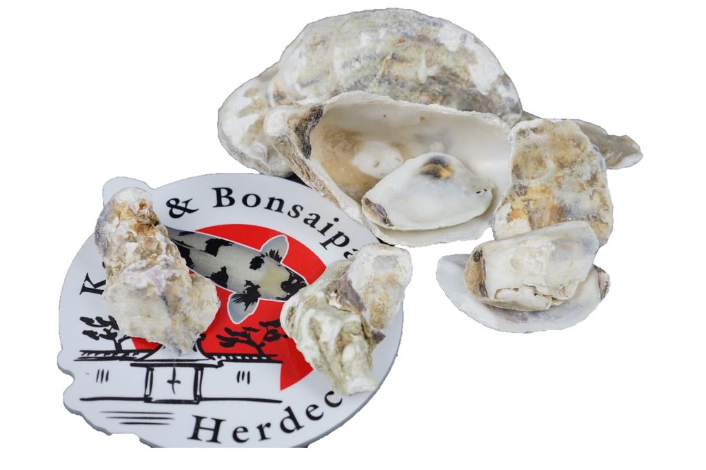 Austernschalen 10 Kg für Teich und Aquarienfilter der KH und PH Stabilisator im Netzbeutel