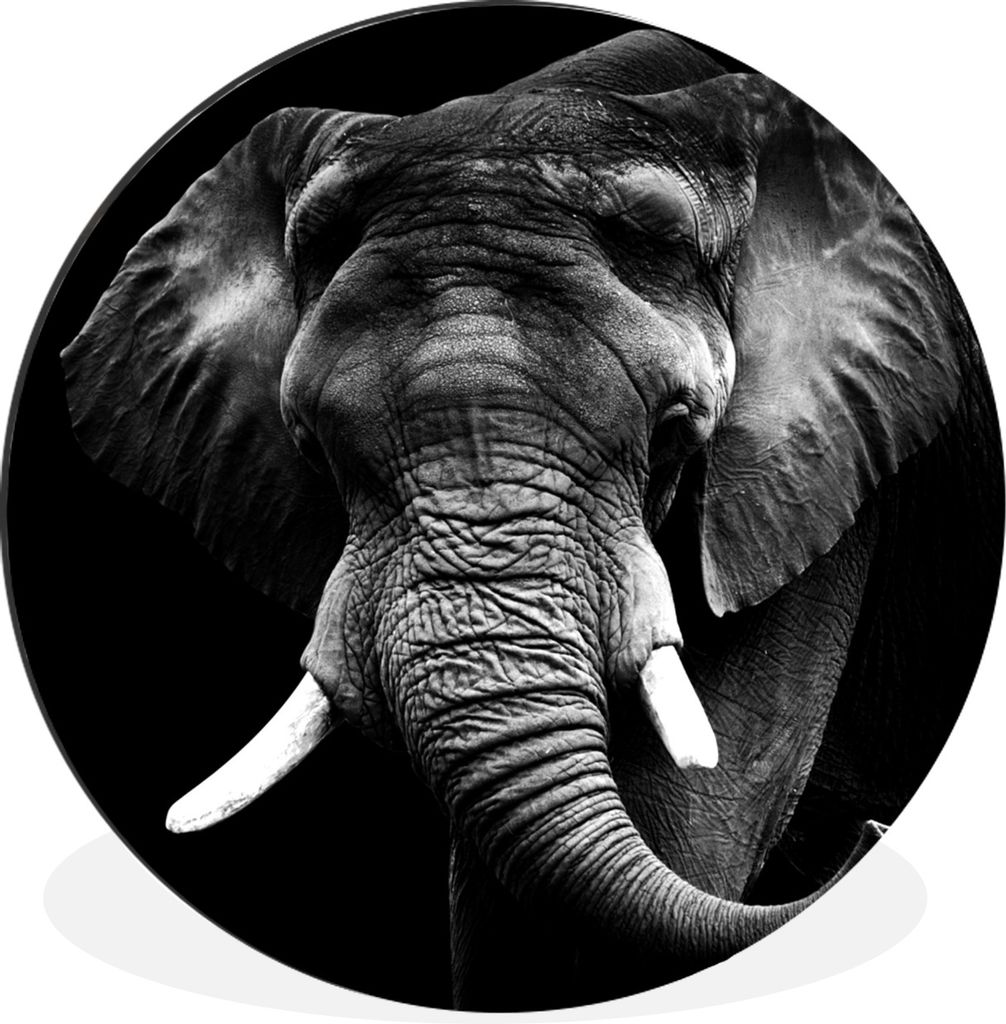 MuchoWow Aluminium Wandkreis Elefant - Zähne - Schwarz - Weiß Ø 90 cm Wanddeko Modern Wohnzimmer - Mauerkreis - Wandbilder - Runde Bild - Bild...