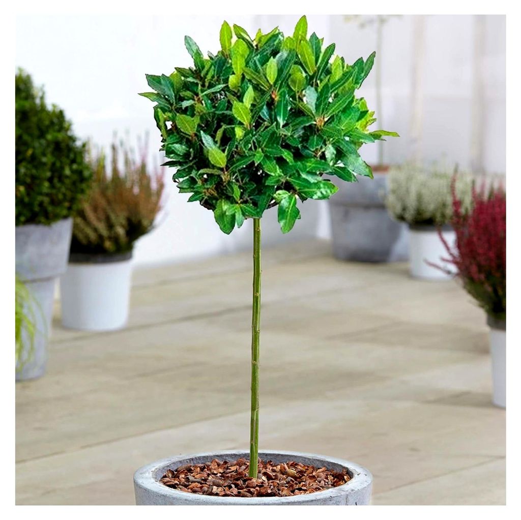 Küchenlorbeer | Laurus 'Nobilis' | Immergrüner, winterharter Gartenstrauch | Hochwertiges Kräuterexemplar