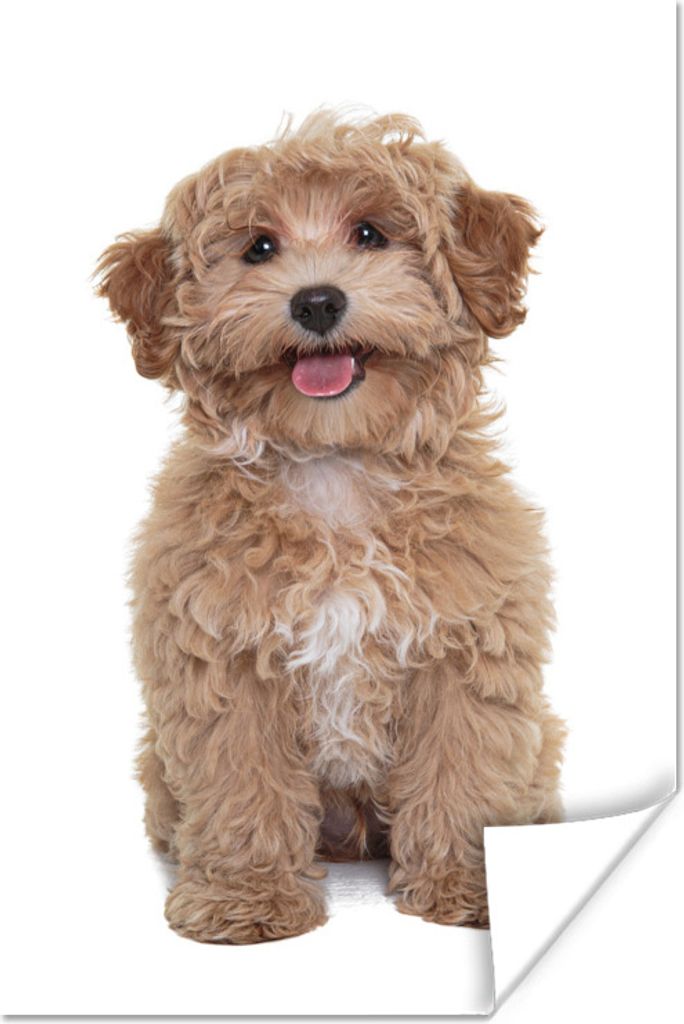 MuchoWow Poster Hund - Haustiere - Fell 80x120 cm - Papierdruck