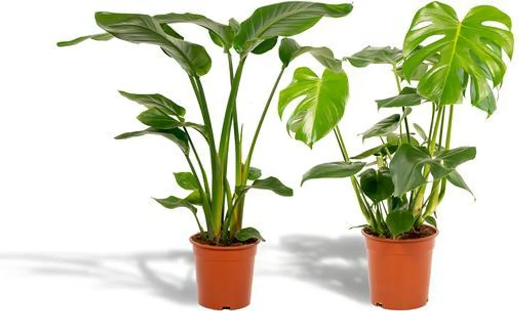 Pack plantes vertes d'intérieur Monstera et Strelitzia Nicolai Ø19-21cm