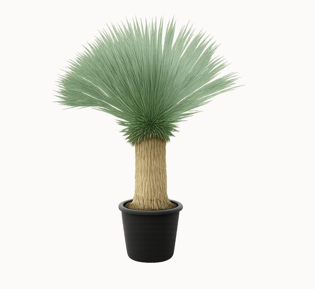 Kübelpflanzen Palme Yucca Rostrata ca. 160 cm Höhe