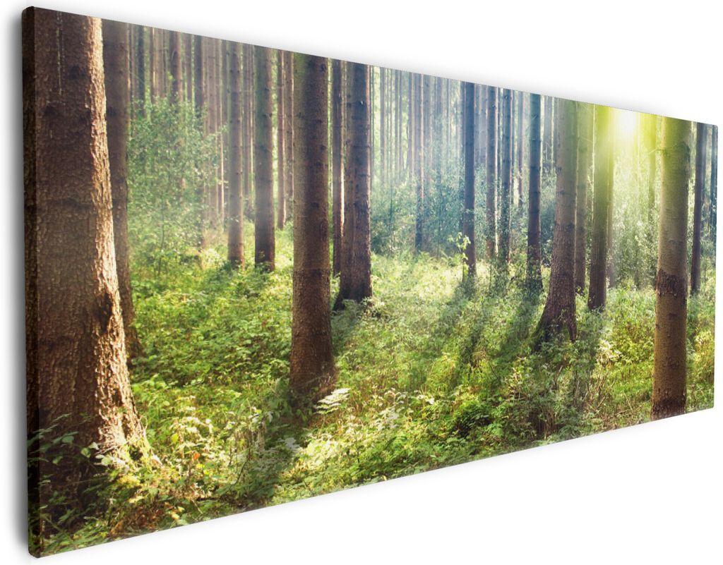 Wallario Premium Leinwandbild Sonnenuntergang im Wald zwischen den Bäumen in Größe 50 x 125 cm