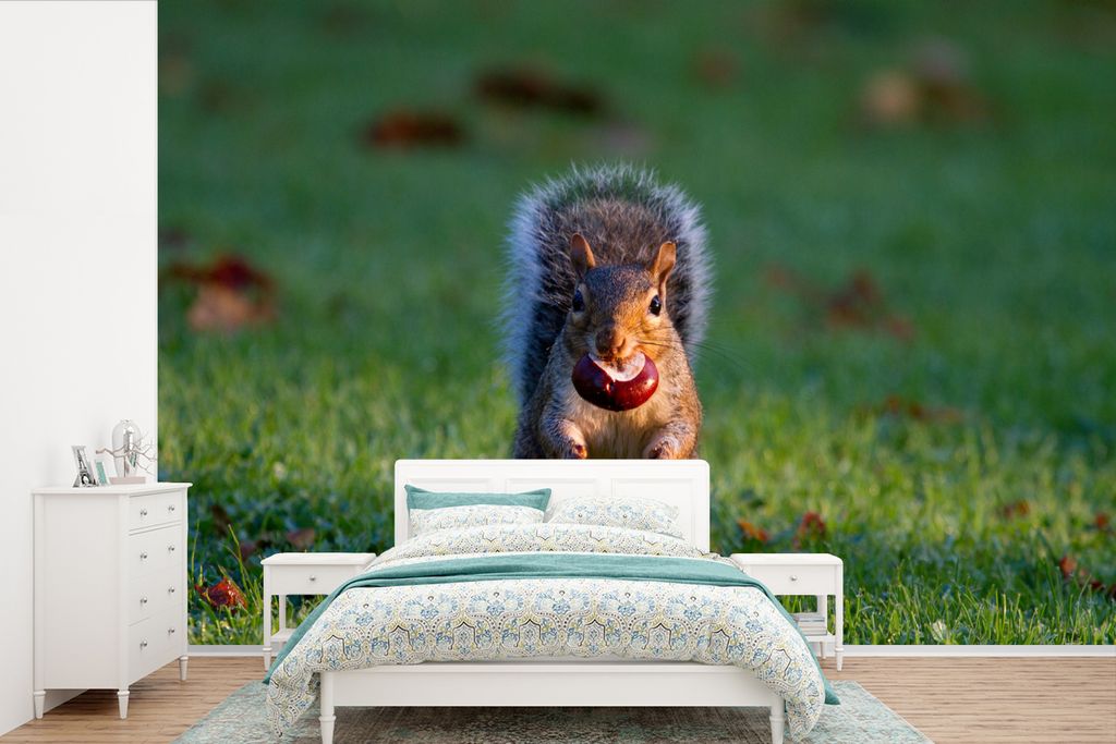 MuchoWow Fototapete für Wohnzimmer oder Schlafzimmer Wandtapete Vinyl Motivtapete Eichhörnchen - Licht - Gras - Herbst - 420x280 cm - Zimmer f...