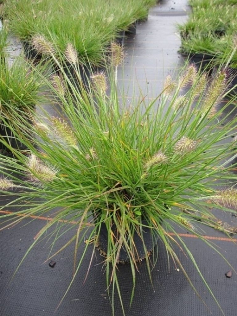 Pennisetum alopecuroides Little Bunny - Zwerg-Lampenputzergras Little Bunny - Lampenputzergräser