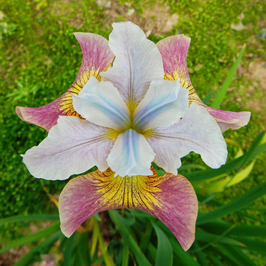 Iris Rhizom winterhart Staude Blüten Sibirische Schwertlilie Sugar Rush 1 St.