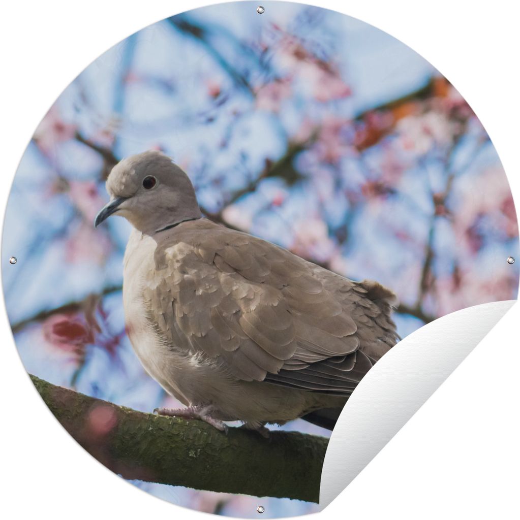 MuchoWow Gartenposter Outdoor-Poster Rund Vogel - Blumen - Taube - Blütenzweige - Rosa Ø 90 cm Gartendeko Rundes Poster draußen