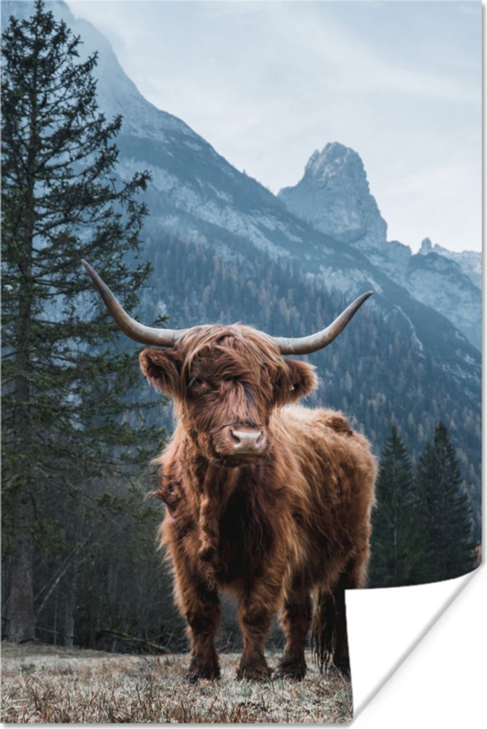 MuchoWow Poster Berge - Winter - Schottische Hochlandrind 120x180 cm - Kunstposter