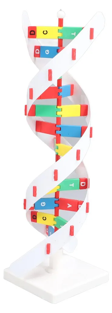 Maquette ADN Colorée 33cm - Structure en Double Hélice Haute Précision - 9