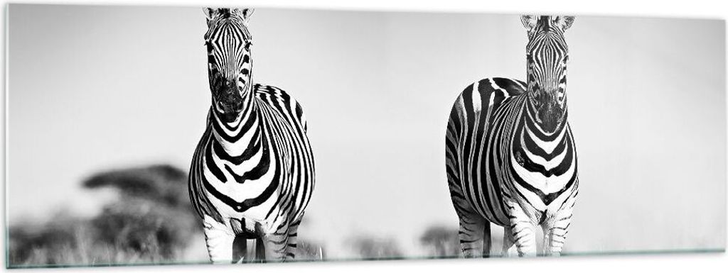 Bilder auf glas - Einteilig - Zebras Fotografie Schwarzweiß - 160x50cm - Glasbilder - Wandbilder - Bilder - Wanddekoration aus Glas - Glas Bilder ...