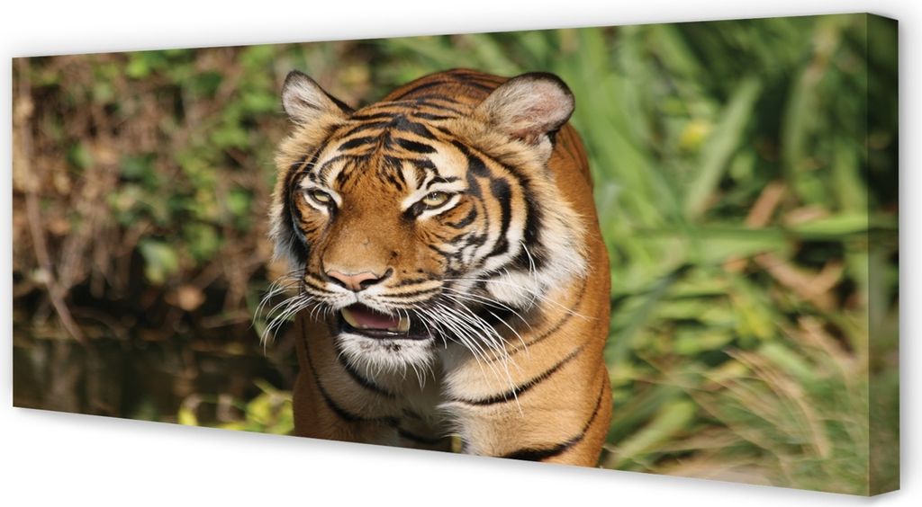 Leinwandbild 125x50 Wandkunst Tiger Woods