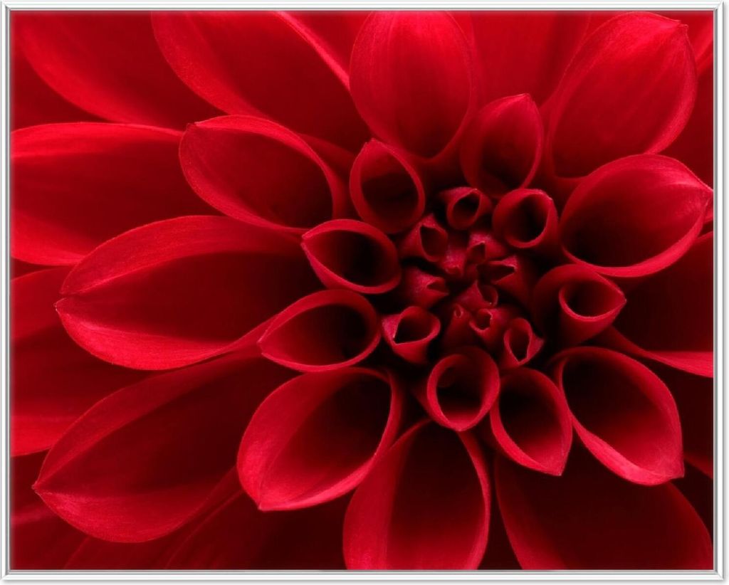 Wallario Wandbild Rote Dahlienblüte in Nahaufnahme, Größe: 40,30 x 50,30 cm, Poster mit weißem Aluminiumrahmen