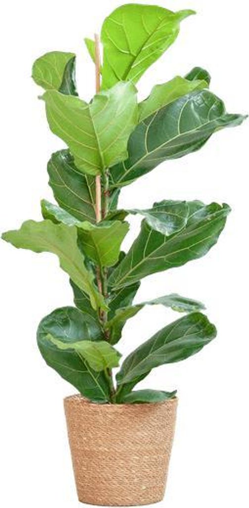 Ficus Lyrata – Geigen-Feige Zimmerpflanze – ca. 80cm hoch – Ø21cm – große dekorative Blätter – inkl. Seegras Korb Sofia Natur