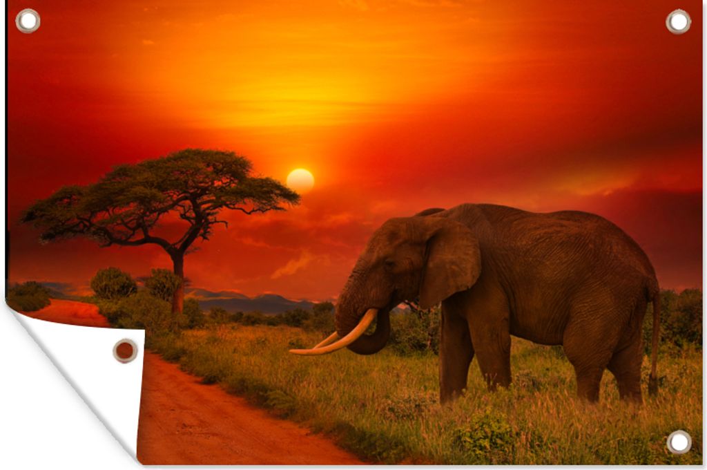 MuchoWow 60x40 cm Outdoor-Poster Gartendeko Sichtschutz Garten Poster für den Garten Elefant - Sonnenuntergang - Orange - Savanne - Tiere