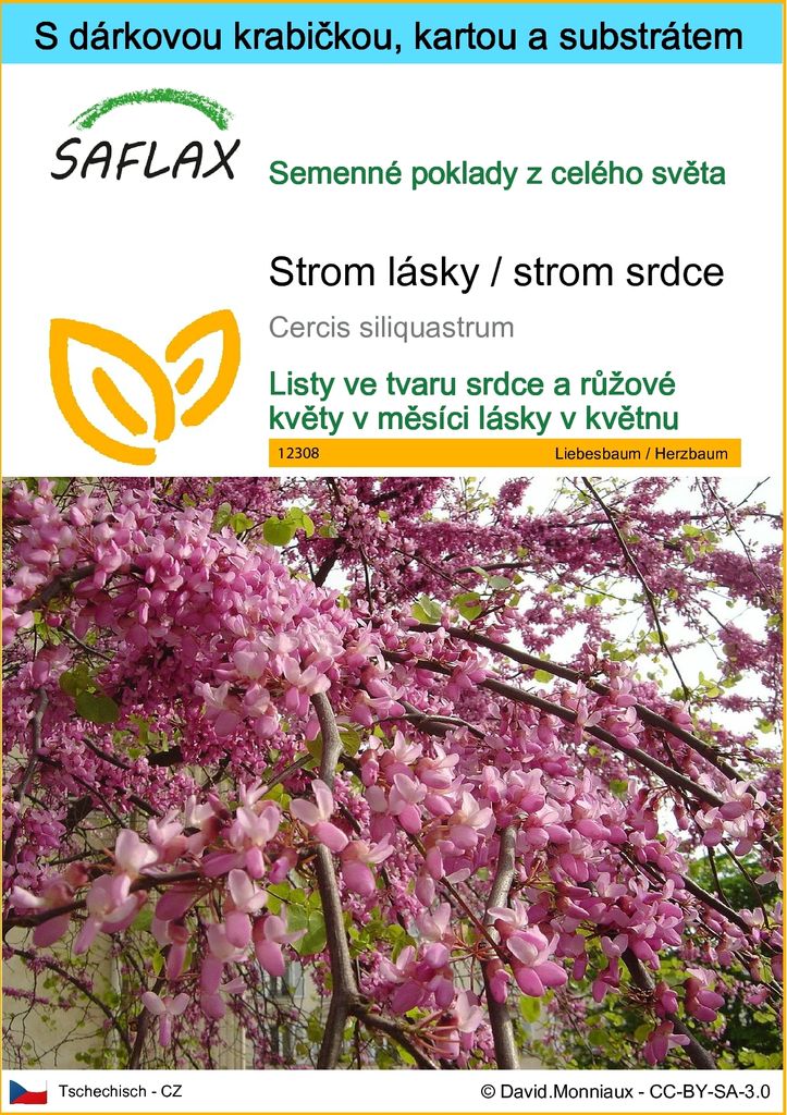 SAFLAX Dárková sada - Strom lásky / strom srdce - Cercis Obrázek produktu 