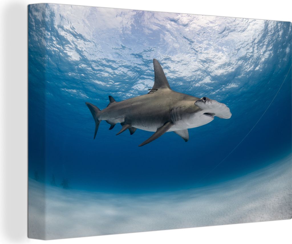 OneMillionCanvasses - Leinwandbilder - 140x90 cm, Ein Hammerhai in einem klaren Meer, Wandbilder Kunstdruck Wanddekoration - Foto auf Leinwand - ...