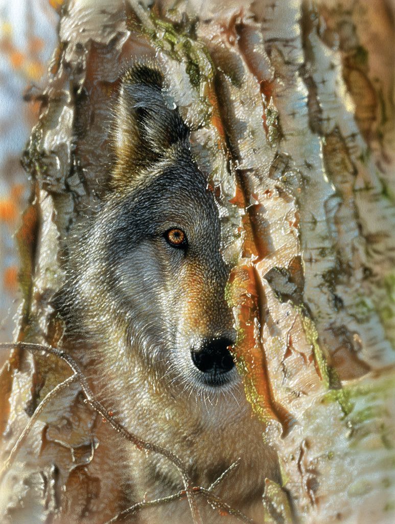 SunsOut Puzzle XXL Teile Wolf Encounter 500 Teile