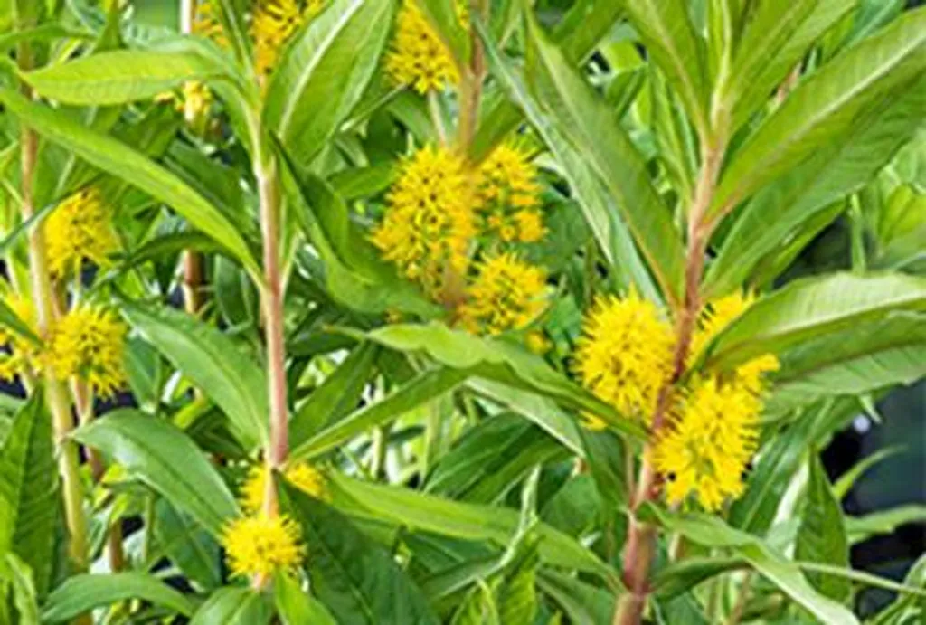 6 Lysimachia thyrsiflora en pot de 9cm - Épilobe à fleurs de bouquet