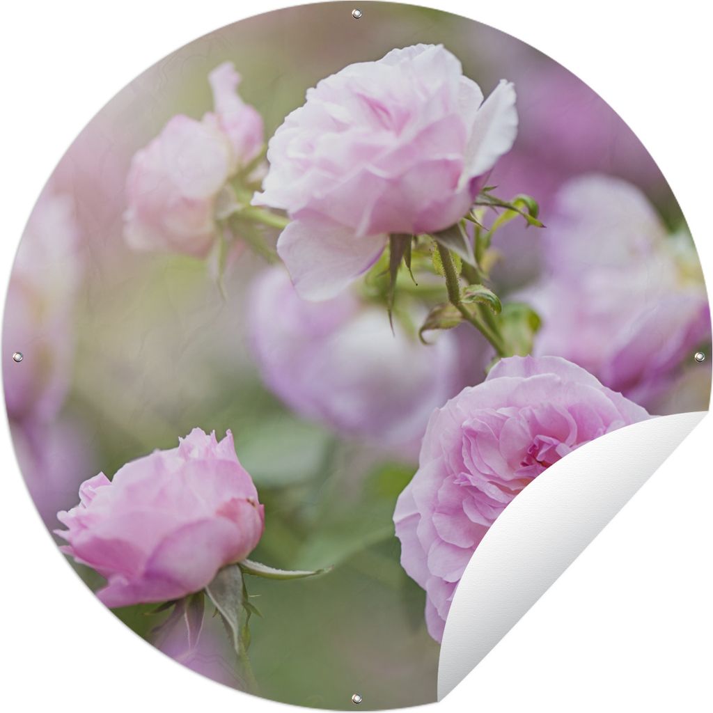 MuchoWow Gartenposter Outdoor-Poster Rund Pflanzen von rosa Rosen wachsen in der Natur Ø 120 cm Gartendeko Rundes Poster draußen