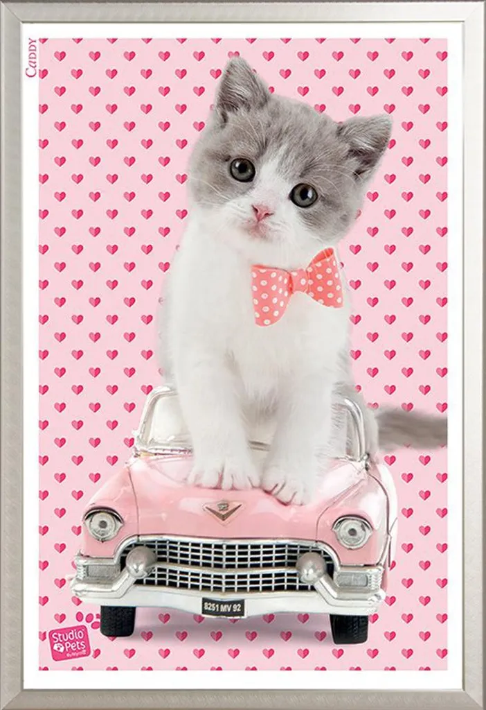 Studio Pets Poster Caddy Chat avec Cadre Shinsuke Maxi Alu Argenté 61x91