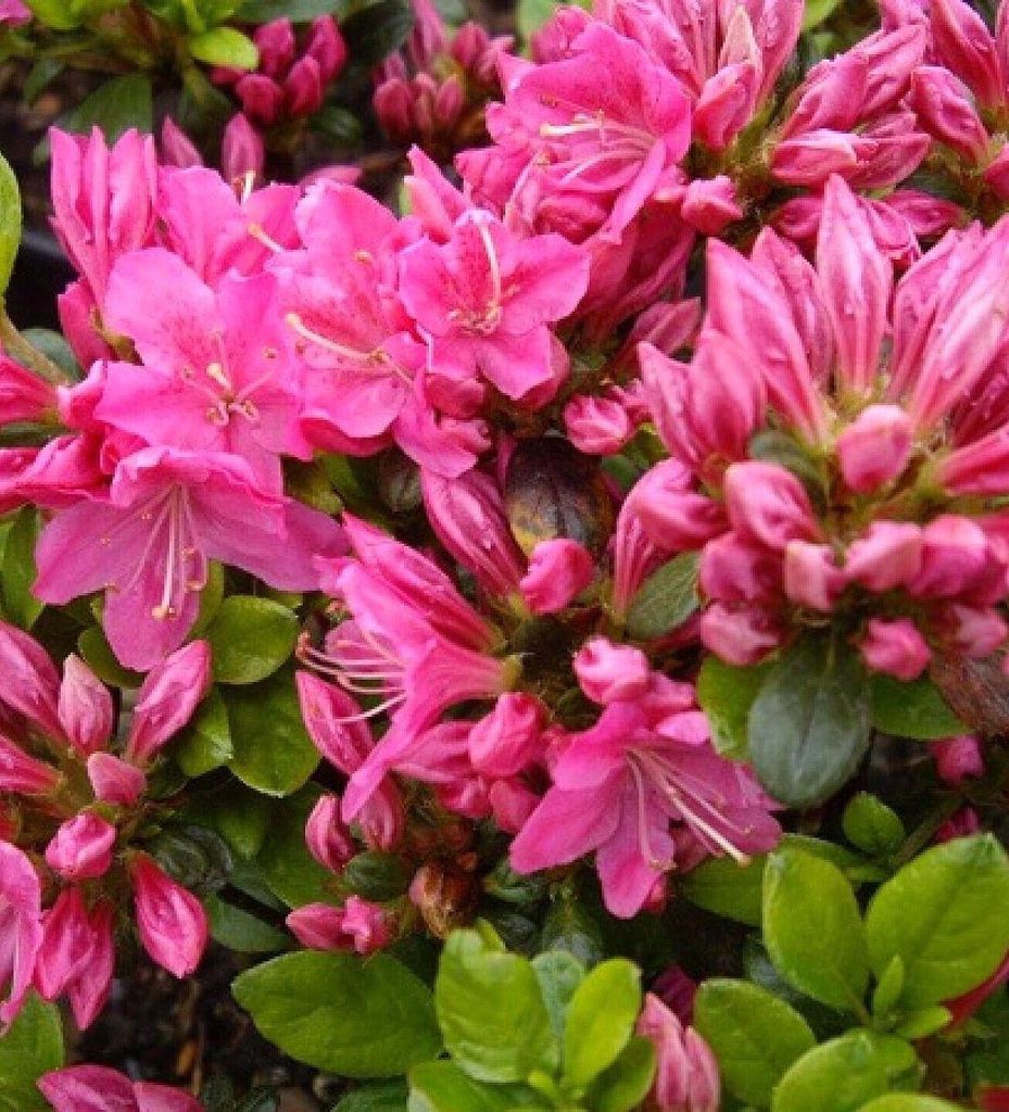 Rhododendron obtusum 'Kermesina' 60 - 80 cm Japanische Azalee Alpenrose rosa