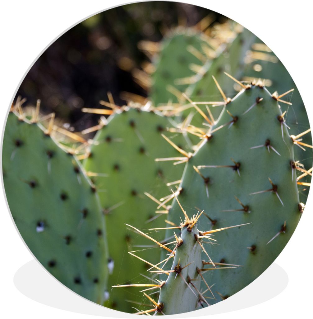 MuchoWow Rundes Wandbild - Runde Bilder Botanischer Kaktus Fotodruck Ø 30 cm Kreis Wanddekoration Kunststoff - Wandkreis - Wandschmuck - Schlafz...