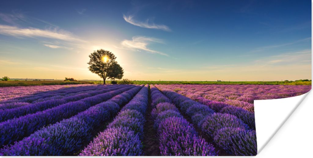 MuchoWow Poster Lavendel - Sonne - Baum - Blumen - Lila 120x60 cm - Bild